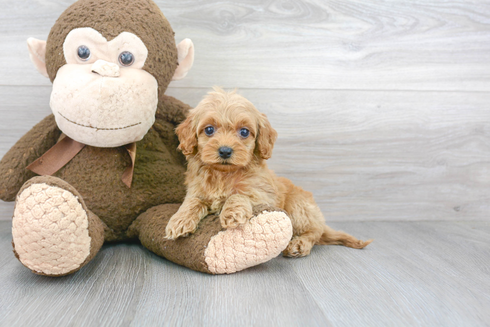 Small Cockapoo Baby