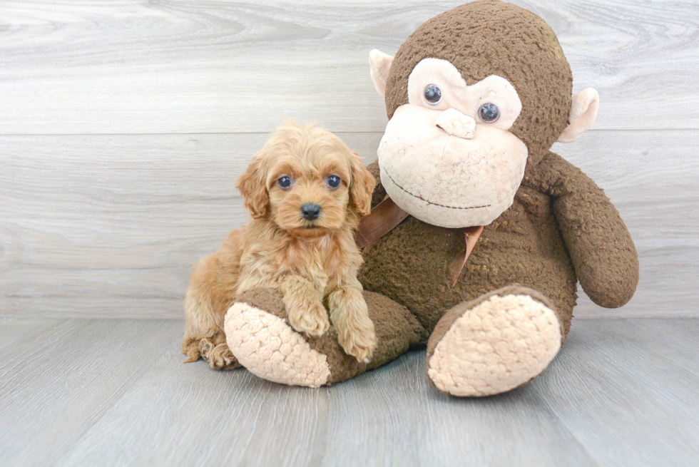 Hypoallergenic Cockerpoo Poodle Mix Puppy