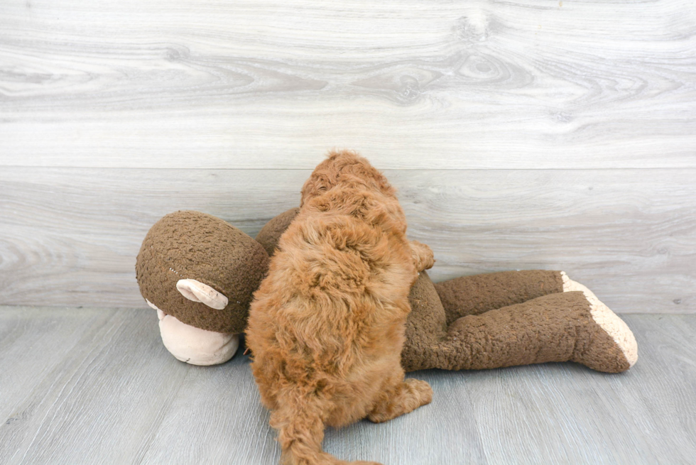 Happy Cockapoo Baby