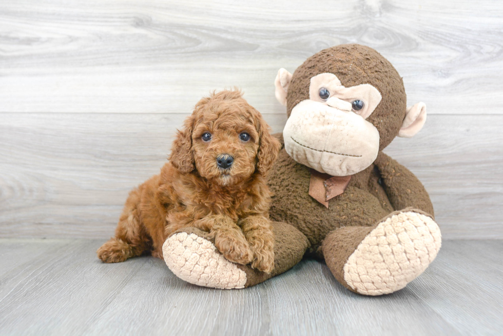 Little Cockerpoo Poodle Mix Puppy