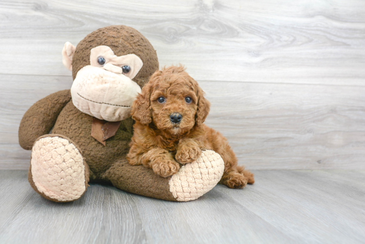 Little Cockerpoo Poodle Mix Puppy