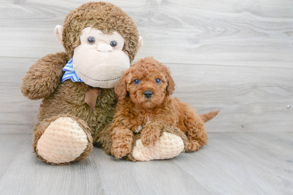 Cockapoo Pup Being Cute