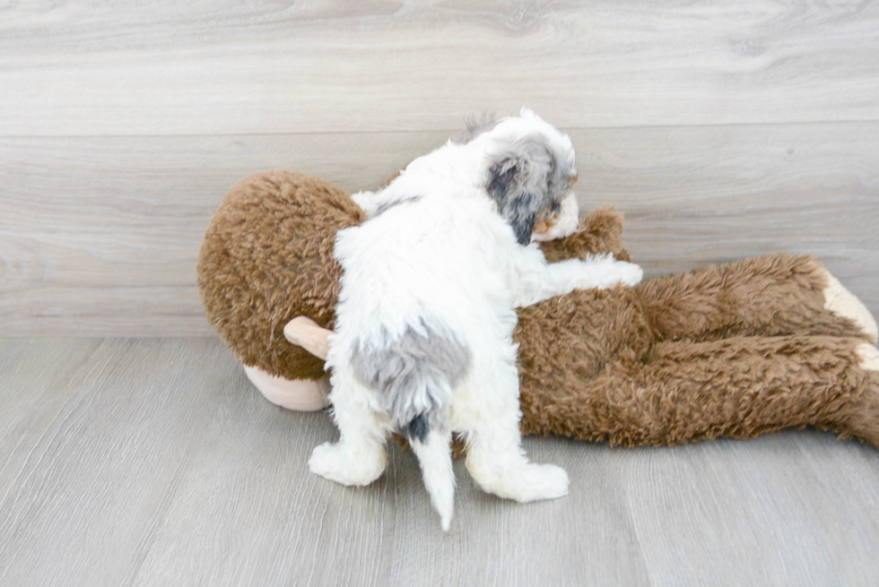 Little Cockerpoo Poodle Mix Puppy