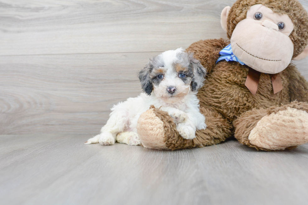 Cockapoo Pup Being Cute