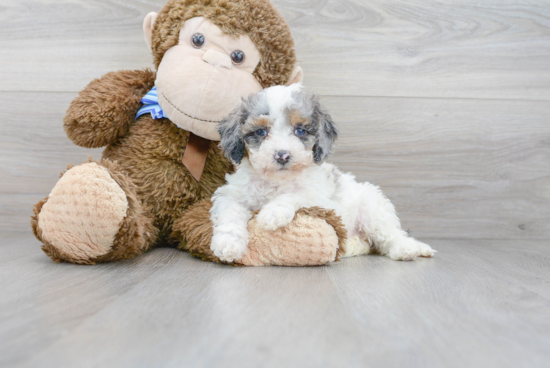 Small Cockapoo Baby