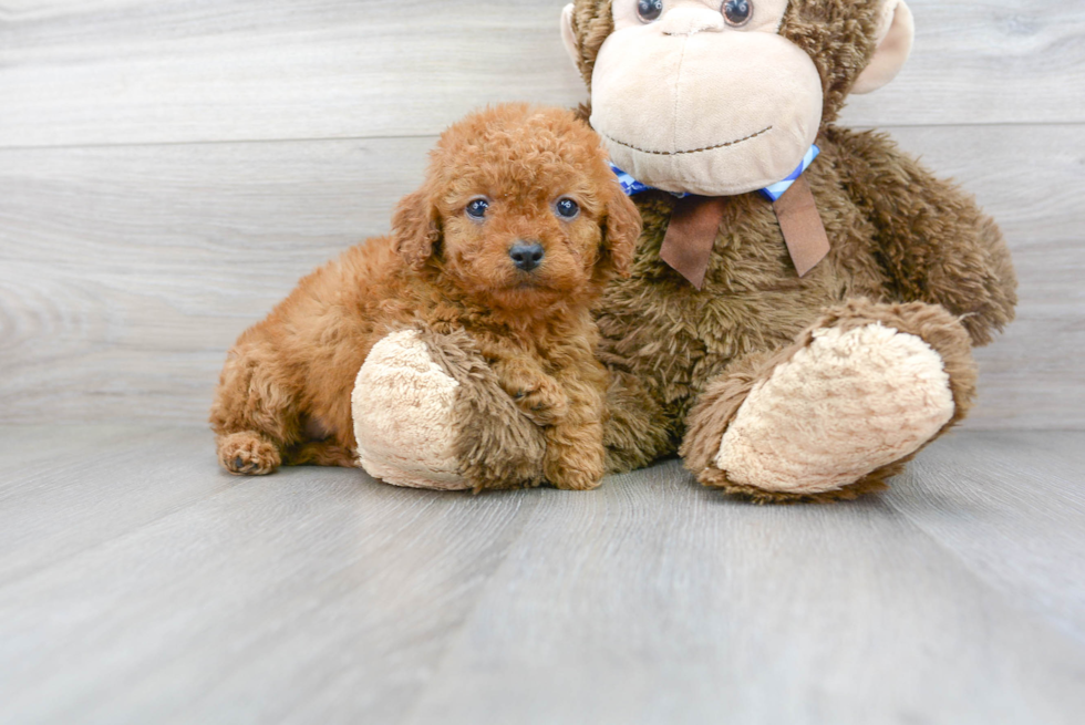 Cute Cockerpoo Poodle Mix Puppy