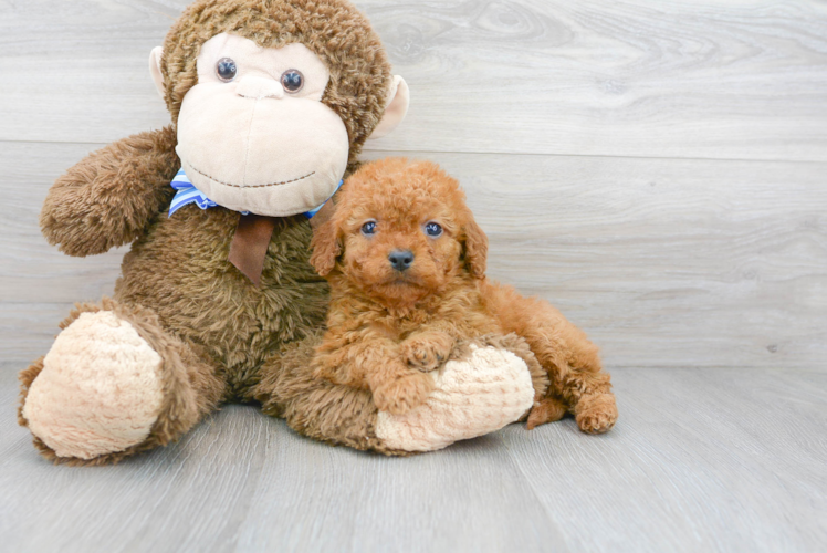 Cute Cockapoo Baby