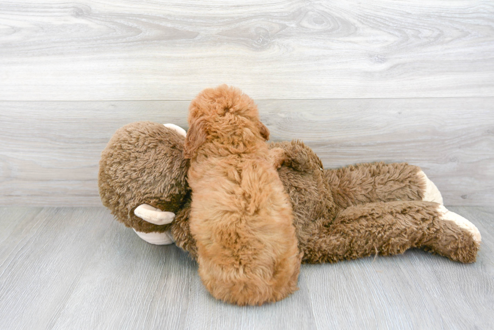 Cute Cockapoo Baby