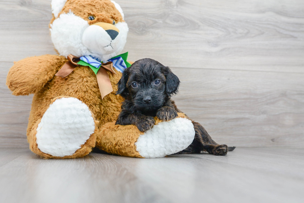 Funny Cockapoo Poodle Mix Pup