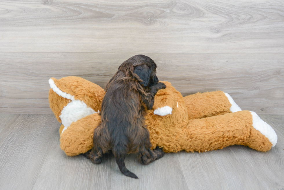 Cockapoo Pup Being Cute