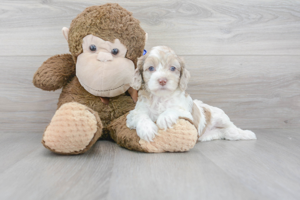 Cockapoo Puppy for Adoption