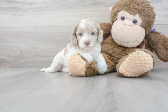 Best Cockapoo Baby