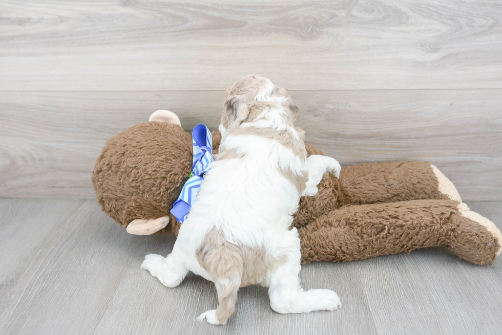 Adorable Cockerpoo Poodle Mix Puppy