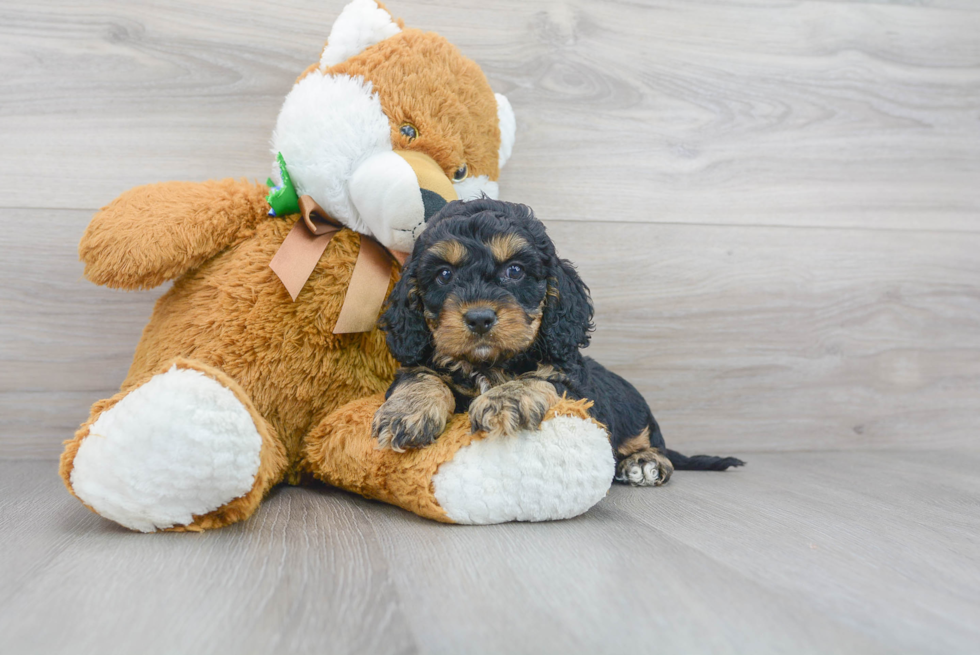 Little Cockerpoo Poodle Mix Puppy