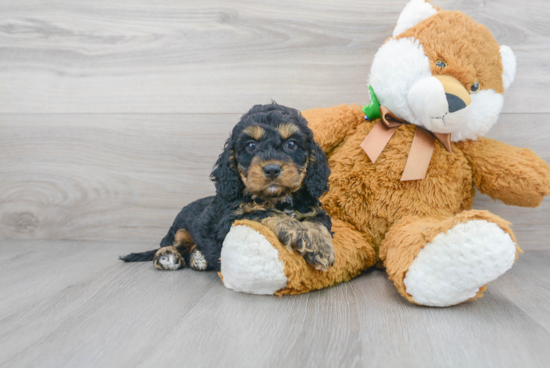 Cockapoo Puppy for Adoption