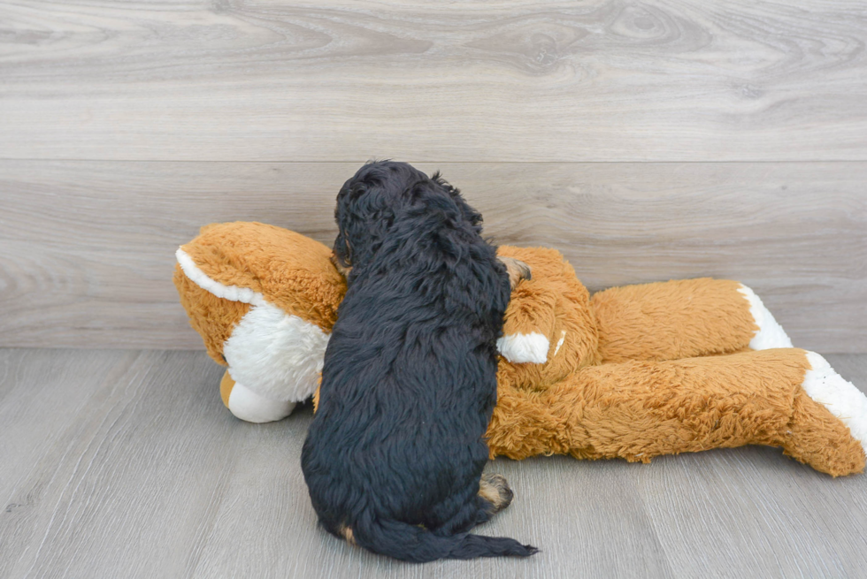 Energetic Cockerpoo Poodle Mix Puppy