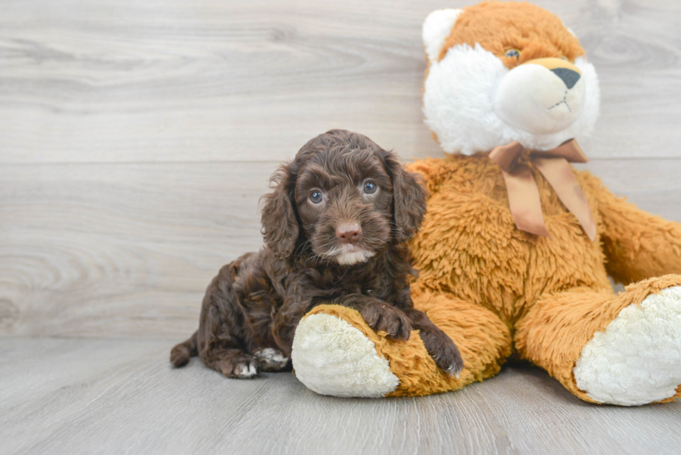 Best Cockapoo Baby