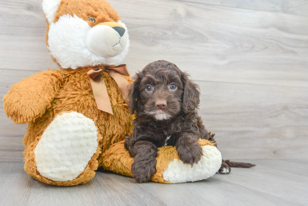 Cockapoo Pup Being Cute