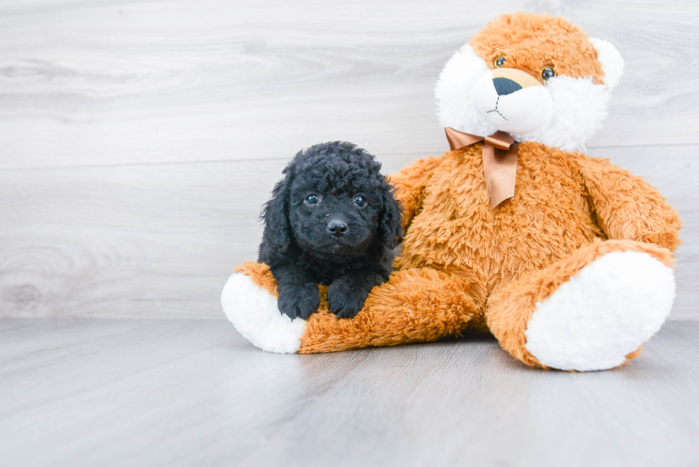 Cockapoo Pup Being Cute