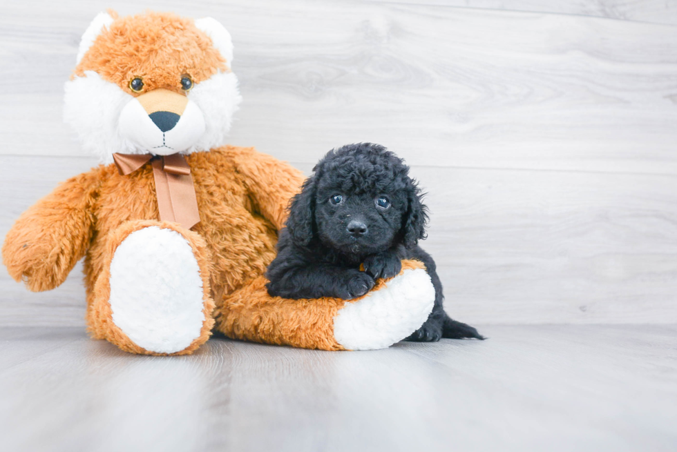 Playful Cockerpoo Poodle Mix Puppy