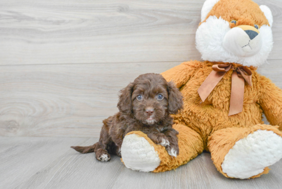 Best Cockapoo Baby