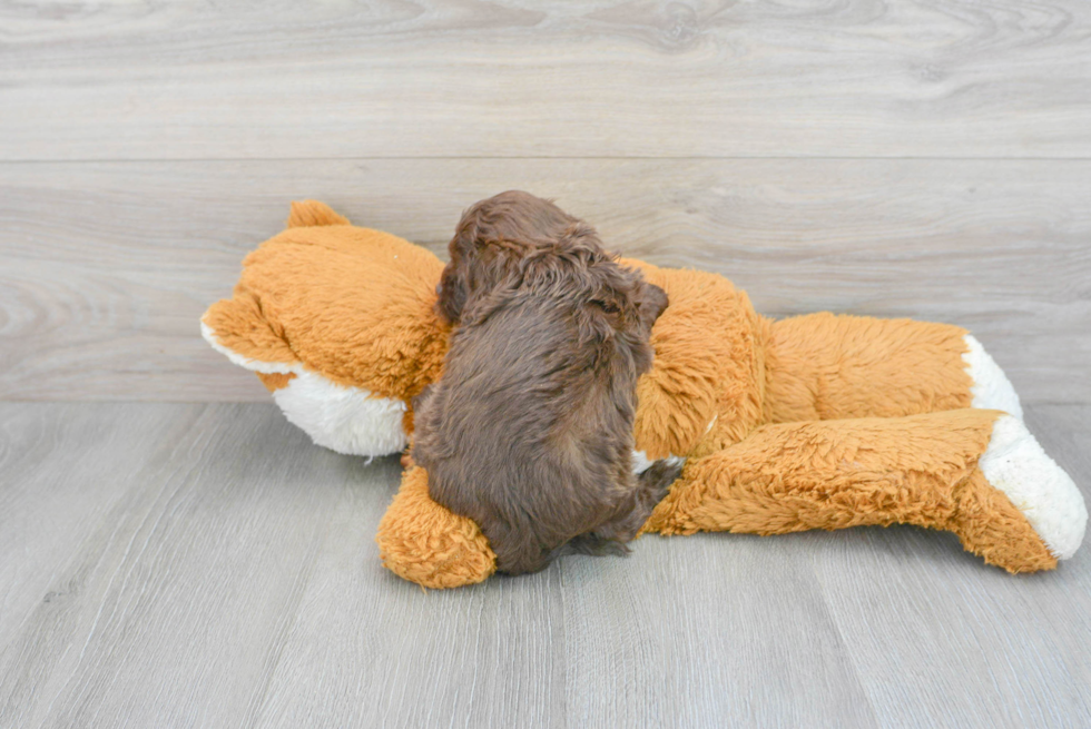 Cockapoo Pup Being Cute