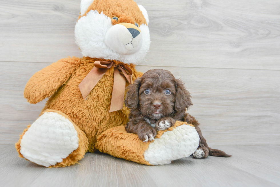 Best Cockapoo Baby