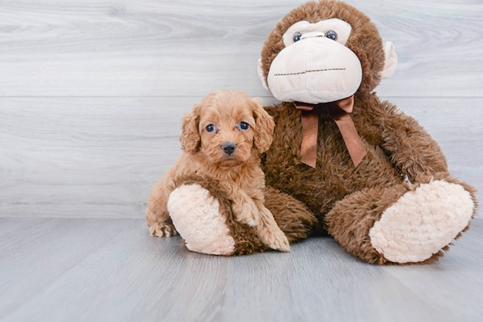 Fluffy Cockapoo Poodle Mix Pup