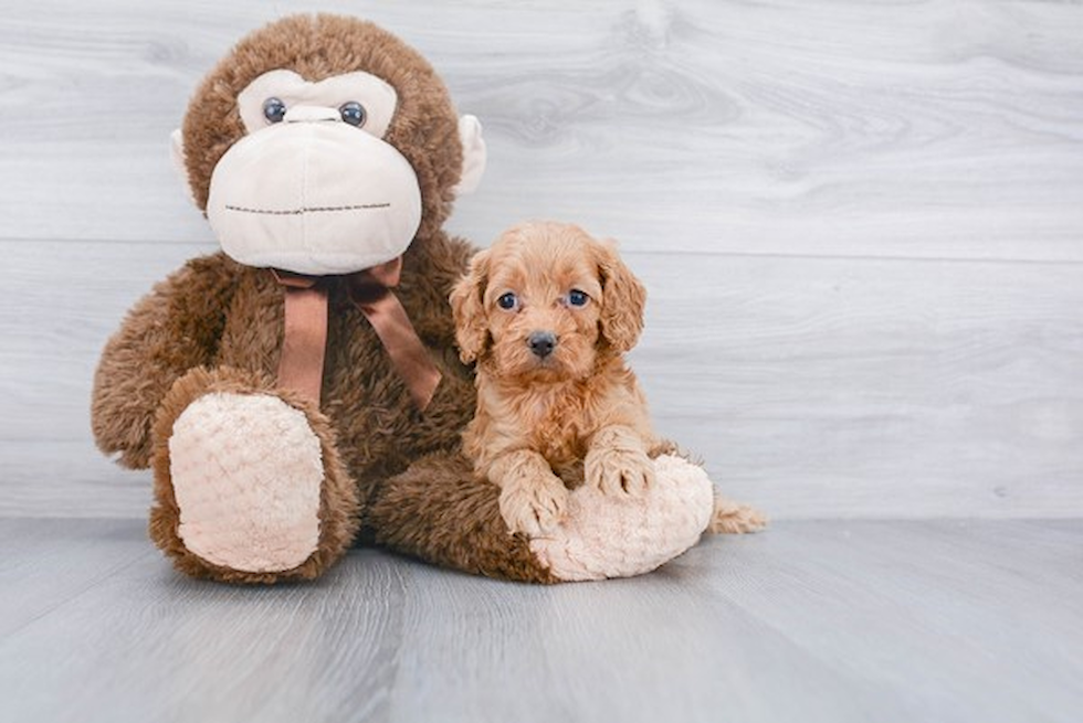 Petite Cockapoo Poodle Mix Pup