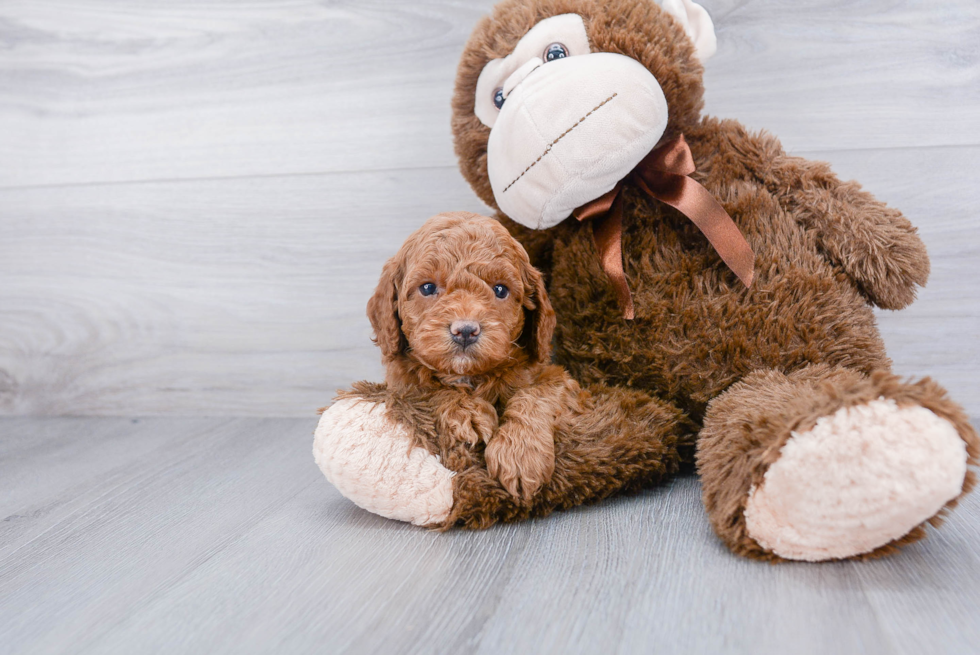 Playful Cockerpoo Poodle Mix Puppy