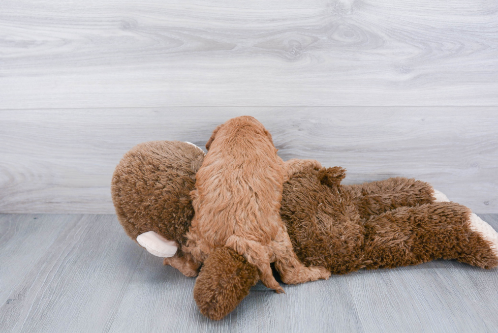 Adorable Cockerpoo Poodle Mix Puppy