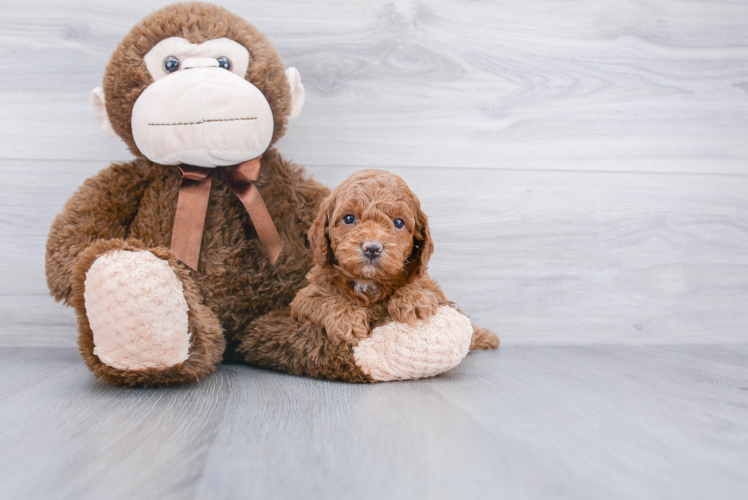 Best Cockapoo Baby