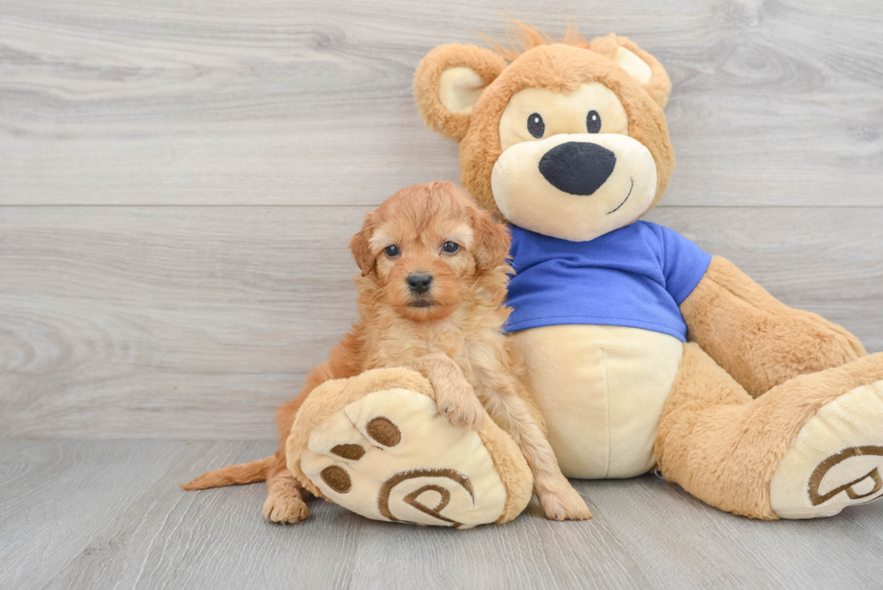 Playful Cockerpoo Poodle Mix Puppy