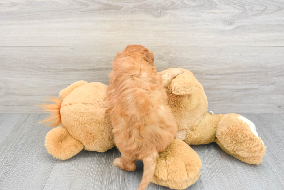 Cockapoo Puppy for Adoption