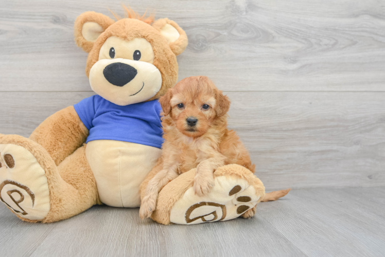 Smart Cockapoo Poodle Mix Pup