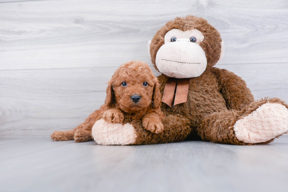 Popular Cockapoo Poodle Mix Pup