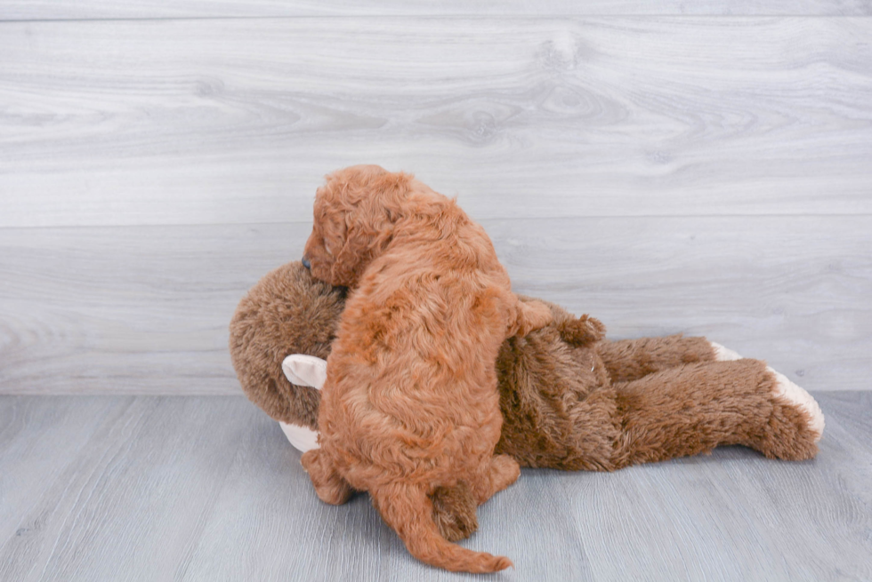 Friendly Cockapoo Baby