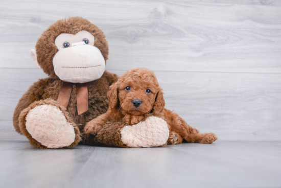 Energetic Cockerpoo Poodle Mix Puppy