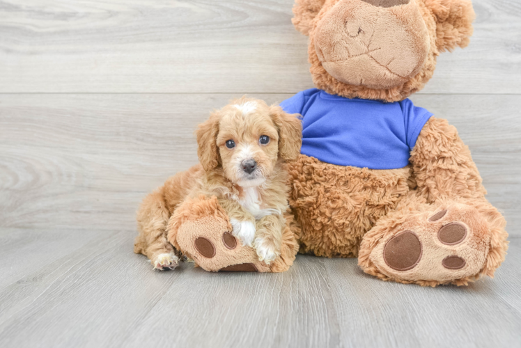 Cockapoo Puppy for Adoption
