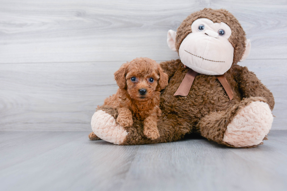 Best Cockapoo Baby