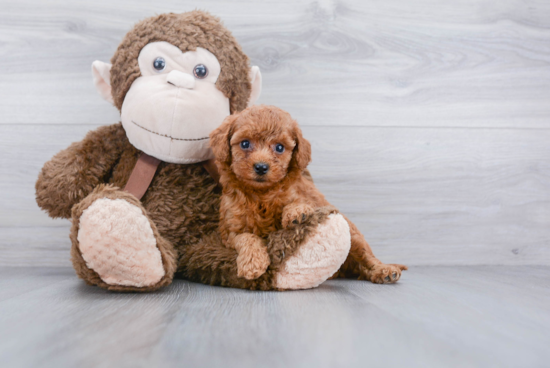 Little Cockerpoo Poodle Mix Puppy