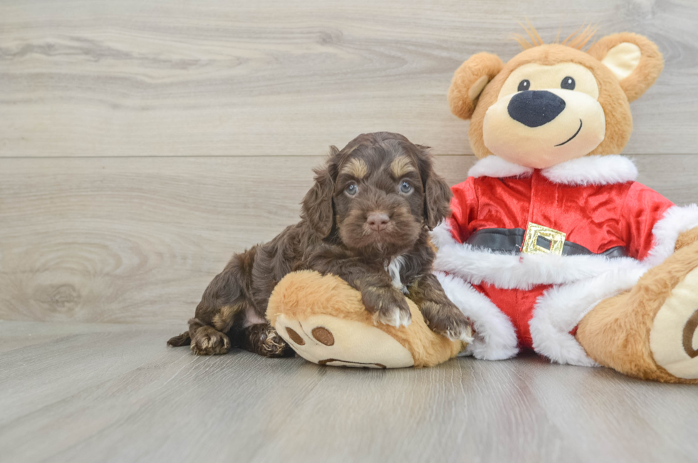 4 week old Cockapoo Puppy For Sale - Premier Pups