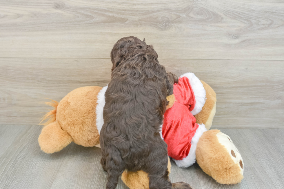 Cockapoo Puppy for Adoption