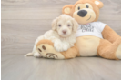 Playful Cocker Doodle Poodle Mix Puppy