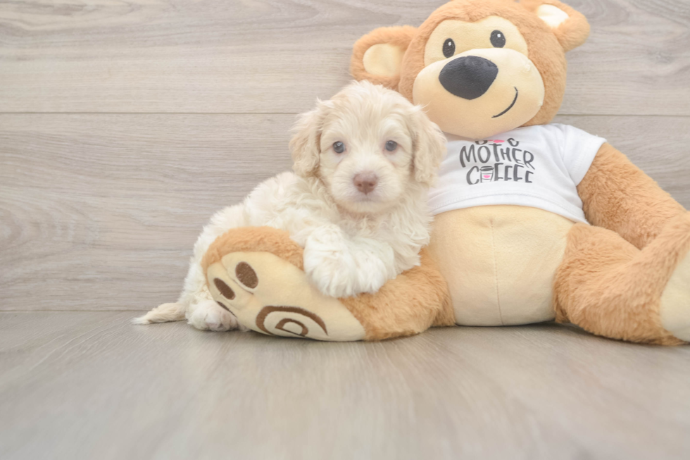 Playful Cocker Doodle Poodle Mix Puppy