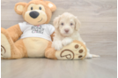 Friendly Cockapoo Baby