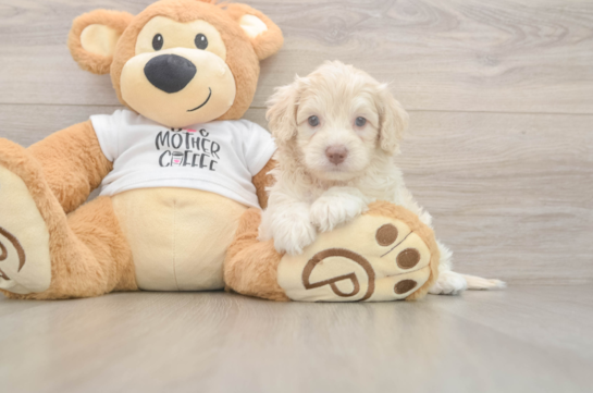 Friendly Cockapoo Baby