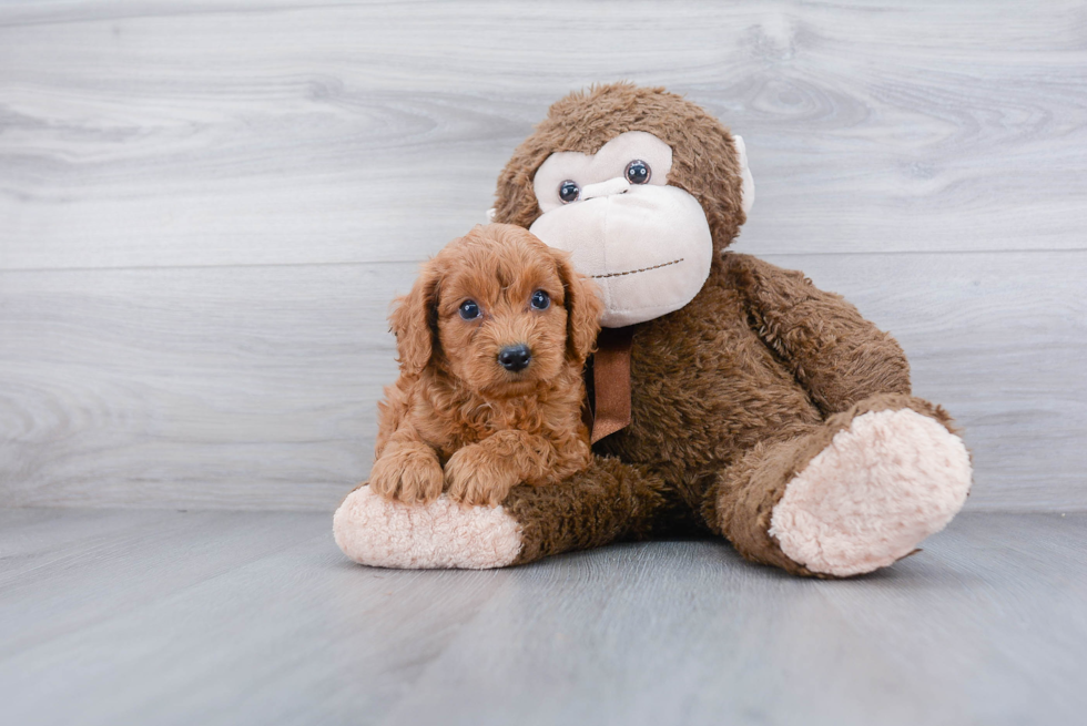 Adorable Cockerpoo Poodle Mix Puppy