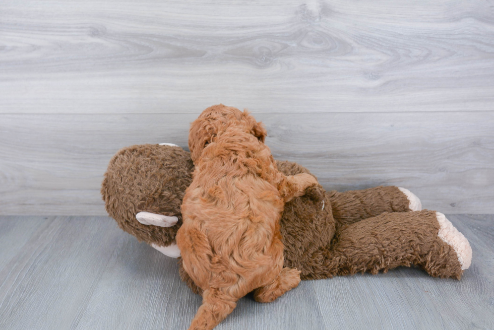 Cockapoo Pup Being Cute