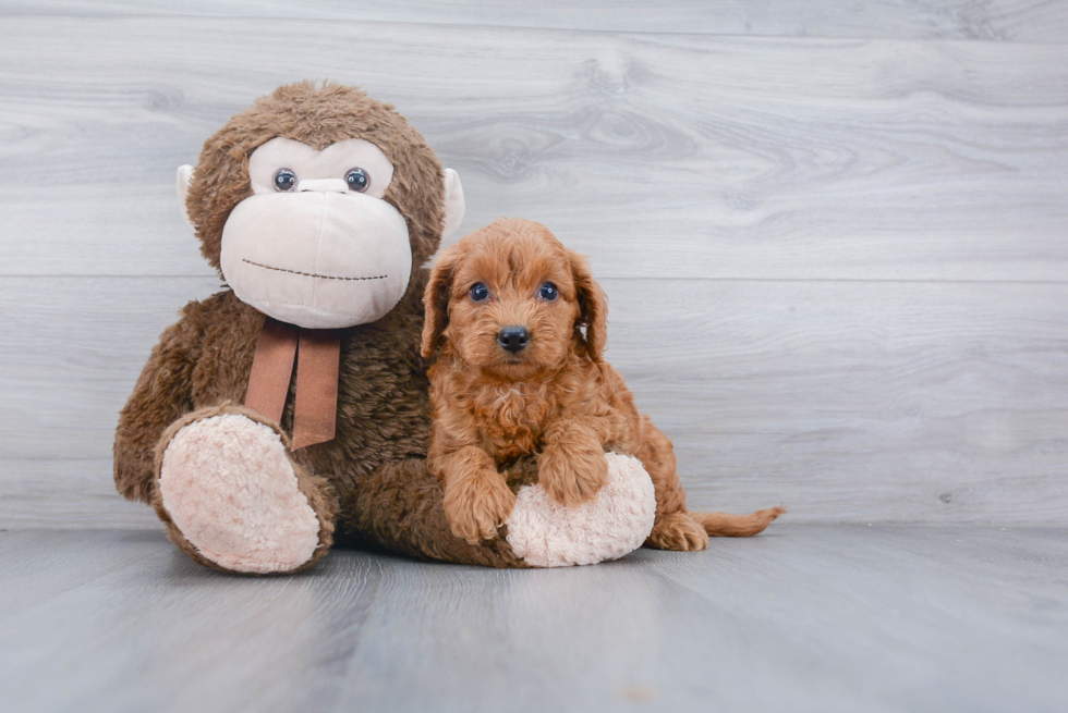 Cockapoo Pup Being Cute